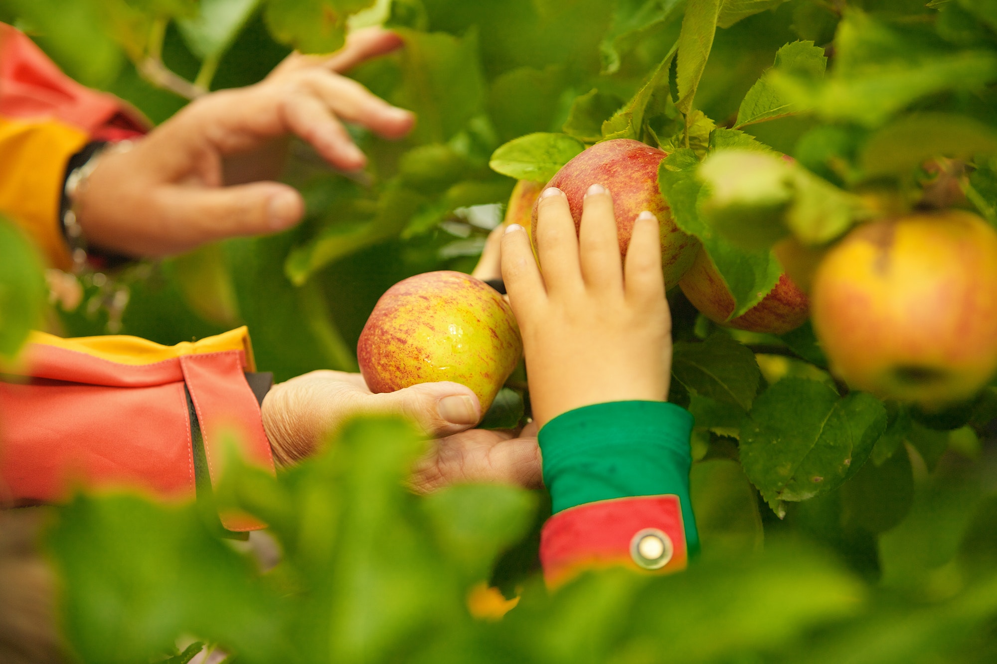 Hands Picking Apples from Tree