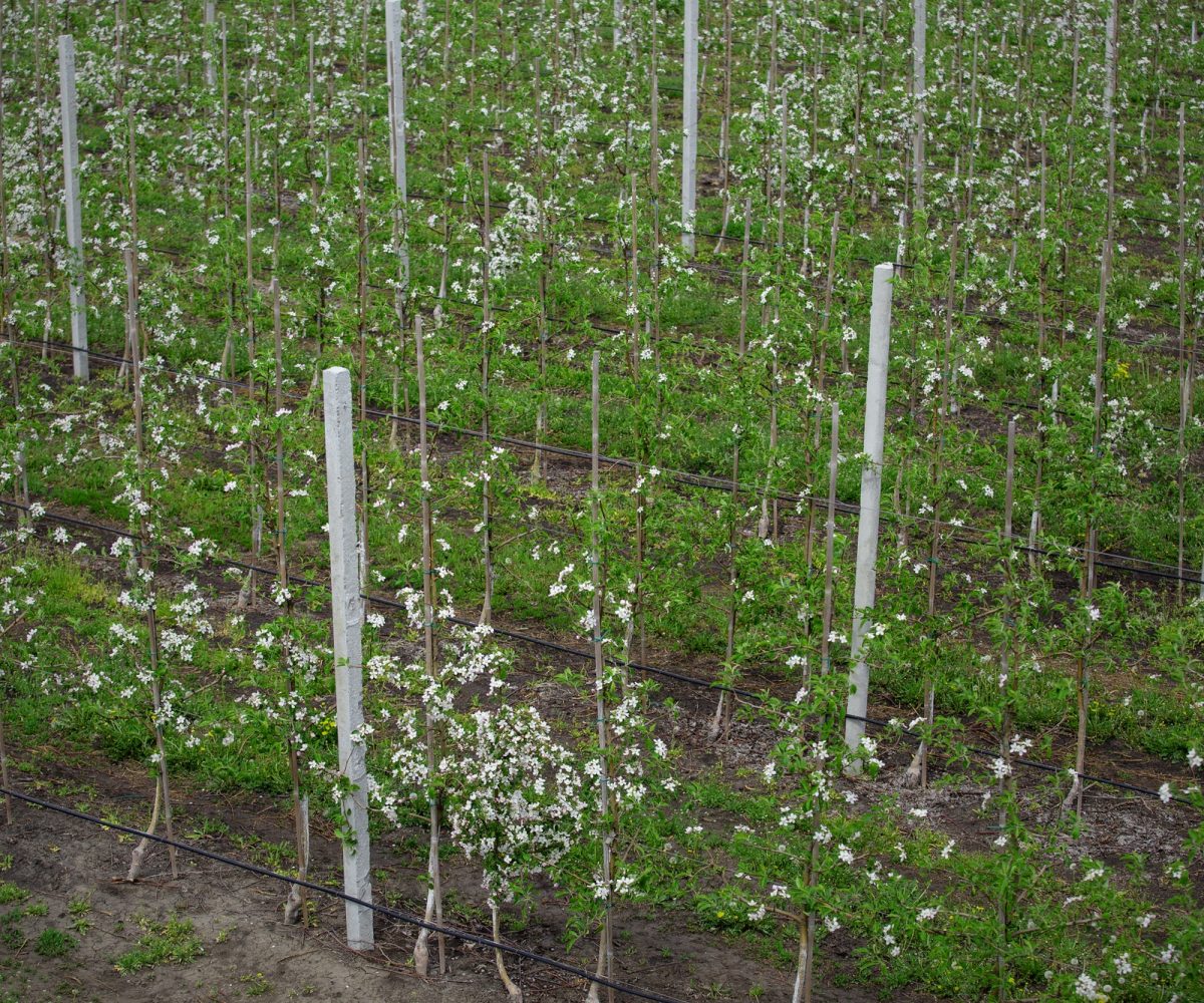 Blooming apple trees in spring in orchard. Bushes with flowers