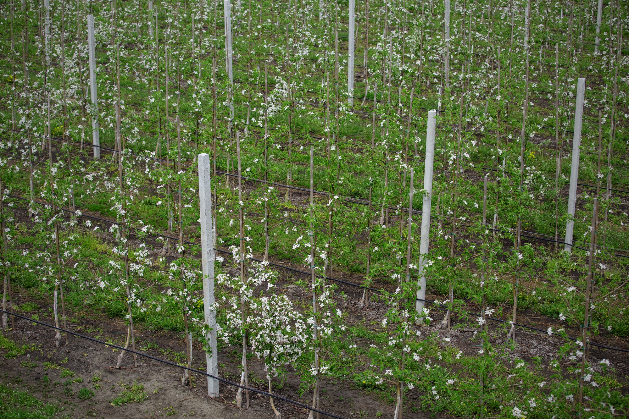 Blooming apple trees in spring in orchard. Bushes with flowers